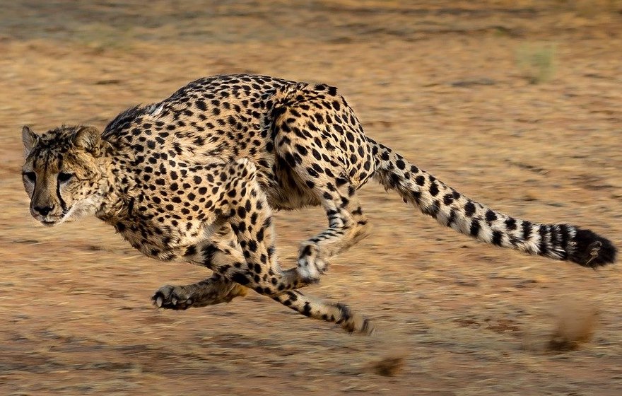 Rennender Gepard