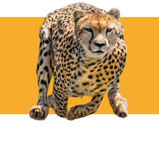 Laufender Gepard (zentriert)